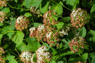 Çiçekli dokuz ağaç kabuğu çalılığı. Phyìpus Capitatus, genellikle Pasifik dokuz havlaması ya da uzun dokuz ağaç kabuğu olarak bilinir..