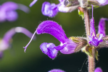 Salvia pratensis, Lamiaceae familyasından Avrupa, Batı Asya ve Kuzey Afrika 'ya özgü bir bitki türüdür..