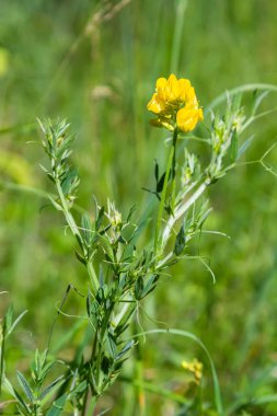 Bir Lathyrus pratensis çiçeği yaz çayırında yetişiyor..