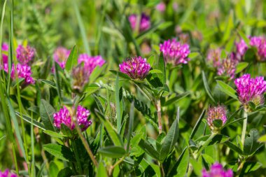 Trifolium pratense. Çiçek açan yonca çalıları. Güneşte kırmızı yonca bitkileri. Kırmızı yonca çiçeğindeki bal arısı. Kırmızı yonca ve yeşil çimenli çiçek tarlası.