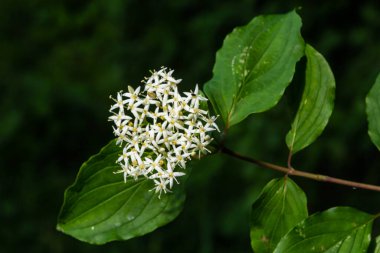 Cornus sanguinea, her yerde yeşil yapraklar olan beyaz kızılcık çiçekleri. Bahar çiçeği Viburnum lantana.