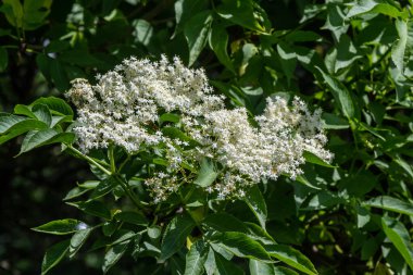 Siyah sambucus Sambucus nigra beyaz çiçekler açar. Bahar bahçesinde koyu yeşil arka planda narin çiçek kümeleri. Seçici odaklanma. Tasarım için doğa konsepti.