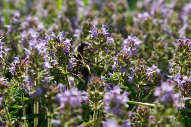 Taze, yeşil çimlerde açan pembe kekik. Vahşi Thymus serpillum bitkileri tarlada. Çayırlarda yabani kekik çiçekleri yaz çayırlarında.