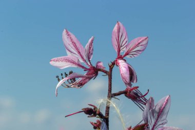 Yanan çalılar, Dictamnus albus. Dictamnus, Rutaceae familyasından bir bitki cinsidir..