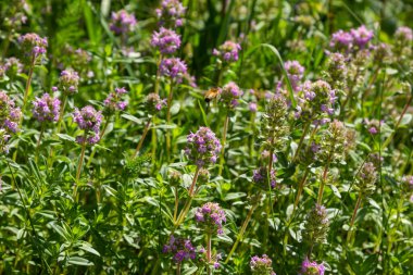 Taze, yeşil çimlerde açan pembe kekik. Vahşi Thymus serpillum bitkileri tarlada. Çayırlarda yabani kekik çiçekleri yaz çayırlarında.