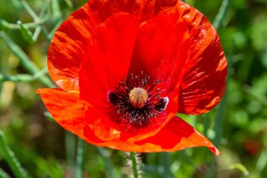Papaver rhoeas, Corn Poppy, Corn rose, Field Poppy, Flanders gelinciği, Red Poppy, Red Ot, Coquelicot, yaz çayırında. Doğal arkaplan.