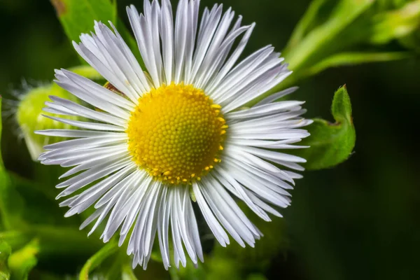 Philadelphie Fleabane Erigeron Philadelphicus Famille Des Asteraceae — Photo