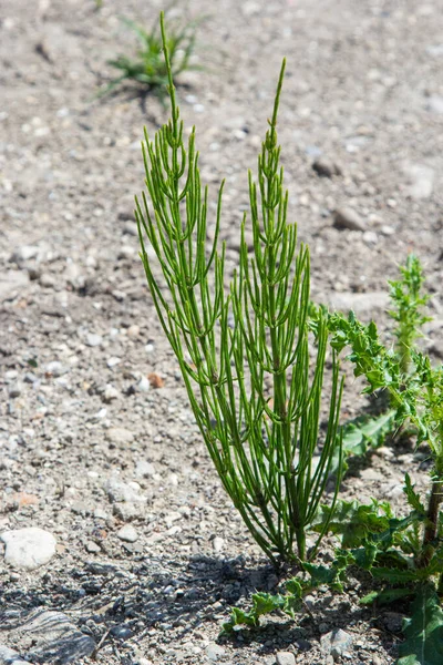 Equisetum Arvense Skrzyp Polny Lub Skrzyp Pospolity Jest Rośliną Wieloletnią — Zdjęcie stockowe