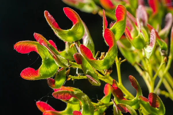 Close Reddish Pink Maturing Fruits Acer Tataricum Subsp Ginnala Tatar — Foto de Stock