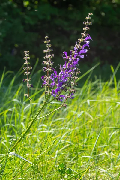 Salvia Pratensis Meadow Clary Meadow Sage Species Flowering Plant Family — Stock Photo, Image
