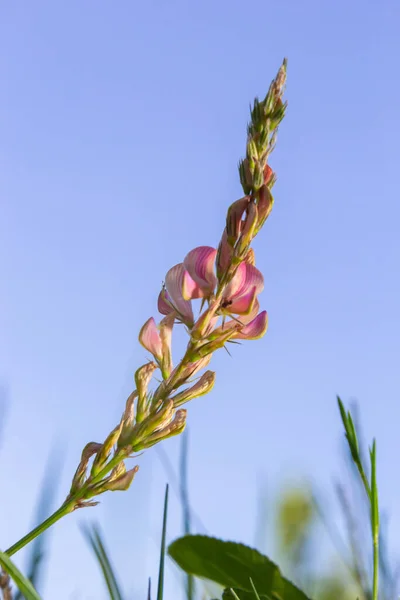 花はピンク色のサテン 草原の花 オノブライス ヴィシフォリア 選択的焦点 — ストック写真