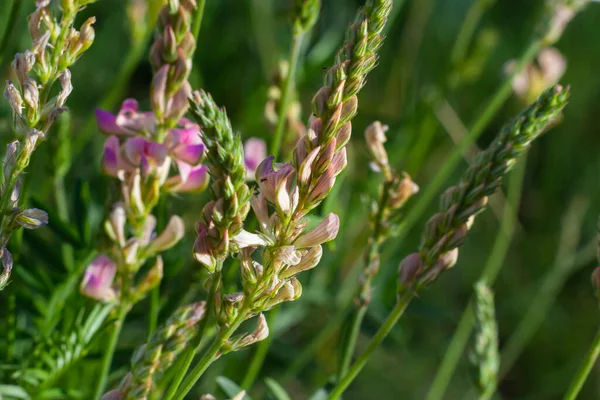 Sainfoin Onobrychis Viciifolia Que Crece Los Pastizales Fomento Común Sainfoína —  Fotos de Stock