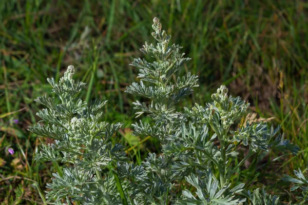 Wormwood Artemisia Absinthium Perennial Herb Silvery Color Strong Aromatic Odor — ストック写真