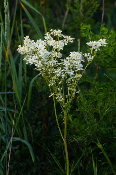 Dropwort Filipendula Vulgaris Také Známý Jako Fern Leaf Dropwort Divoká — Stock fotografie