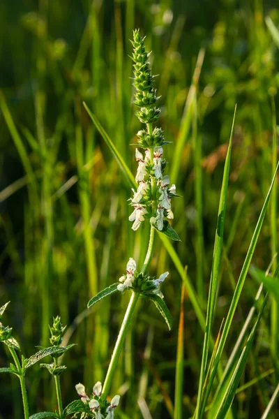 Stachys Recta Una Planta Herbácea Perenne Familia Lamiaceae Comúnmente Conocida —  Fotos de Stock