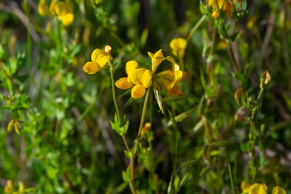 Close Field Bright Yellow Wild Honey Flower Lotus Corniculatus Natural — Stock Photo, Image