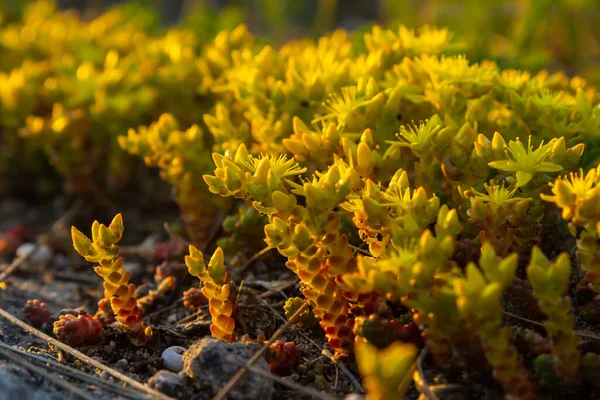 Sedum Acre Sedum Album Perennial Herbaceous Succulent Plant Numerous Rising — Stock Photo, Image