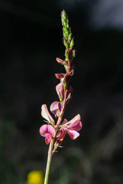 Inflorescence Onobrychis Viciifolia Sainfoin Commun Aux Fleurs Roses Nature Méditerranéenne — Photo