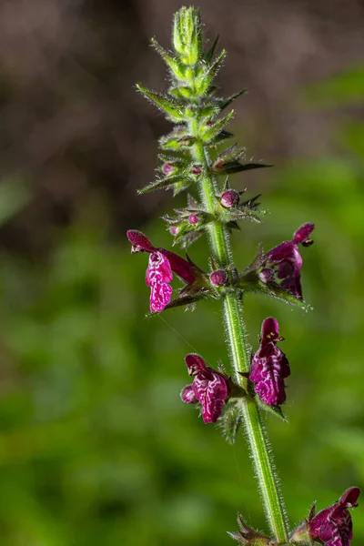 Kwitnący Dziki Kwiat Zwany Hedge Woundwort Whitespot Stachys Sylvatica — Zdjęcie stockowe