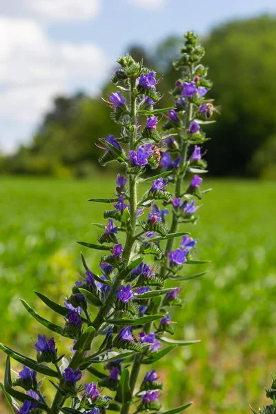 Blooming Meadow Sunny Summer Day Echium Vulgare Beautiful Wildflowers Summer — Stock Photo, Image