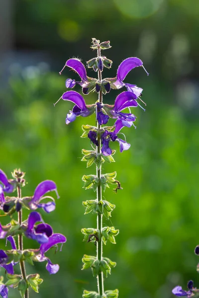 Salvia Pratensis Flores Salvia Flor Floración Azul Violeta Púrpura Mmeadow — Foto de Stock