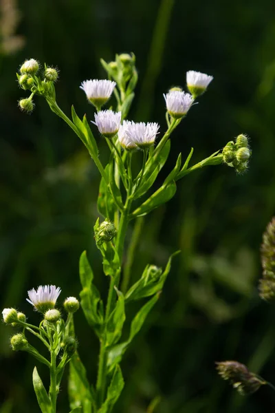 Philadelphia Fleabane Erigeron Philadelphicus Family Asteraceae — Stock Photo, Image