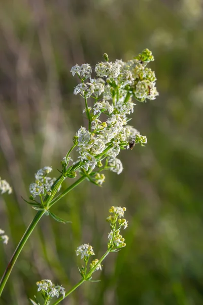 Galium Mollugo Herbaceous Annual Plant Family Rubiaceae Shares Name Hedge — Stock Fotó
