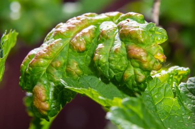 Siyah yaprak tarafından etkilenen kırışık yaprakları ile meyve ağacının şube. Kiraz ağacı, kiraz ağacında siyah sinek, Bahçe zararlıları şiddetli hasar.