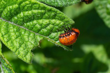 Colorado patates böceği larva ve böcekleri tarafından tahrip edilen patates yetiştiriciliği, Leptinotarsa decemlineata, Colorado böceği, on çizgili mızrak, on çizgili patates böceği,.