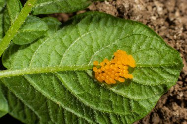 Colorado patates böceği yumurta yemek patates yaprakları, Bakanlıkça tavsiye.
