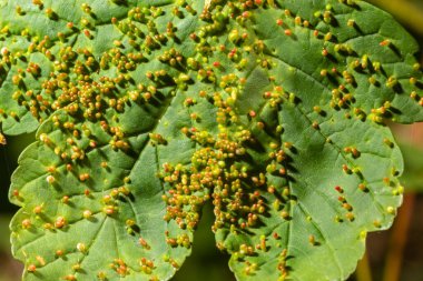 Acer opalus subsp granatensis Asetria cf macrorhyncha doğal ışık yoğun kırmızı renk solungaçları ile parazitize yaprak.