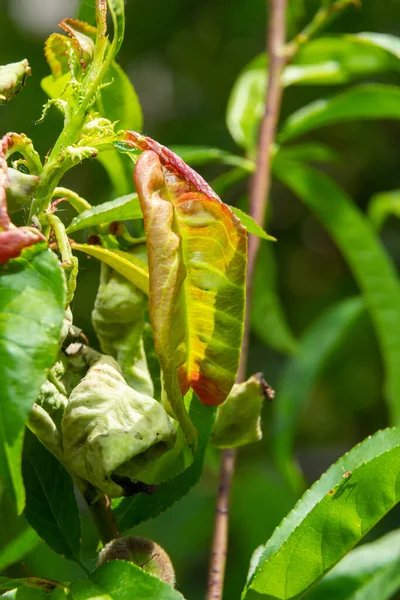 Detail of peach leaves with leaf curl, Taphrina deformans, disease. Leaf disease outbreak contact the tree leaves.