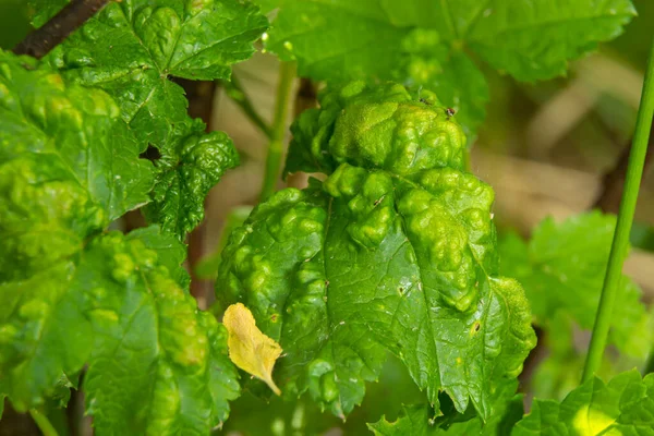 Pucerons Feuillage Frisé Gros Plan Feuille Frisée Sur Cerisier Prunus — Photo