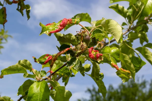 Mszyce Zwinięte Liści Zbliżenie Liść Zwinięty Wiśniowym Drzewie Prunus Spowodowane — Zdjęcie stockowe