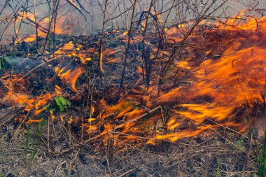 Kuru otları yakıyorum. Diller kırmızı alev ve yanan kuru sarı çimenler duman içinde.