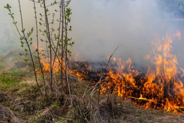 Bahçede eski kuru otları yakmak. Tarlada yanan kuru otlar. Orman yangını. Sakal tarlası çiftçiler tarafından yakılıyor. Sahada yangın.