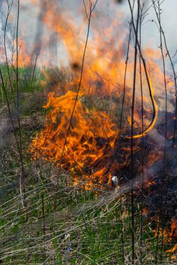 Kuru otları yakıyorum. Diller kırmızı alev ve yanan kuru sarı çimenler duman içinde.