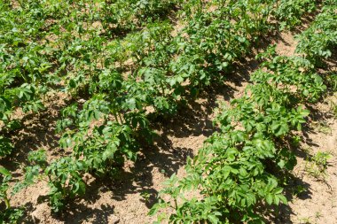 Güneşli bir yaz gününde patates tarlası. Tarım, sebze yetiştirme.