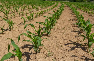 Mısır filizleri büyümeye başlıyor. Bereketli bir toprakta yetişen genç mısır fidanları. Genç mısırların yetiştiği bir tarla. Kırsal alan.