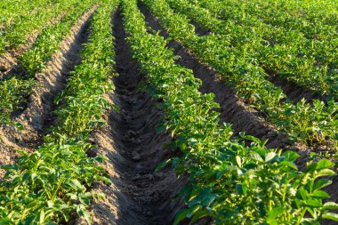 Patates, Solanum tüberosum, çiftlik. Tarım alanında ekilen mahsul.