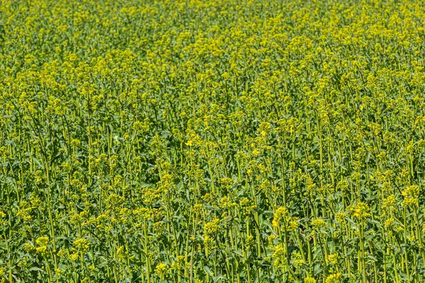 Campo Floração Colza Flores Canola Florescendo Fechar Oleaginosas Colza Amarela — Fotografia de Stock