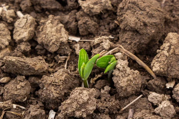 晴れた日の農業用大豆プランテーション 太陽光に対する緑の成長大豆植物 — ストック写真