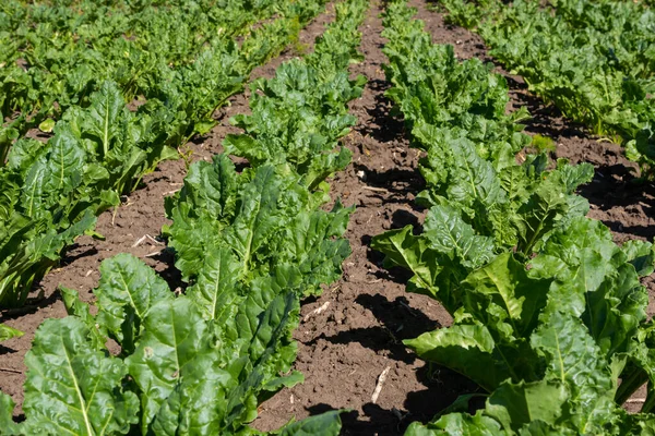 Agricultural scenery of of sweet sugar beet field. Sugar beets are young. Sugar beet field.