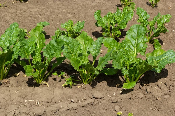 Şeker pancarı tarlasının tarım manzarası. Şeker pancarları gençtir. Şeker pancarı tarlası.