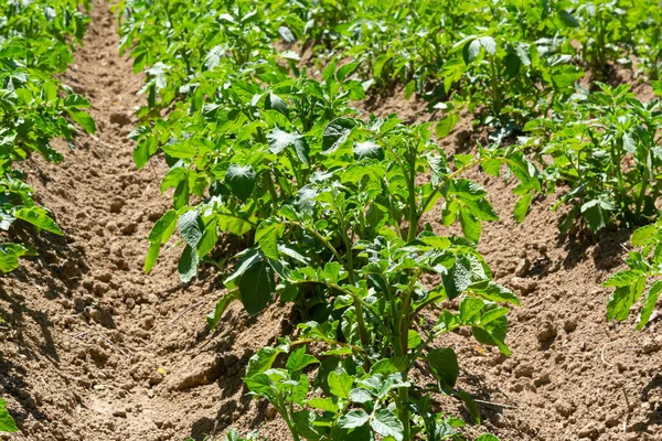 Potato Solanum Tuberosum Plantation Crop Planted Agriculture Field Stock Picture