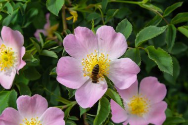Bal arısı Apis Mellifera çalı köpeğinin beyaz çiçeğinin polenini topluyor. Latin Rosa Canina, Elentine devlet çiçeği veya Iowa ve Kuzey Dakota 'nın devlet sembolü olarak da adlandırılan tatlı bir çatalkuyruğuna benzer..