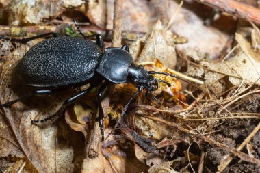 Carabus coriaceus, Avrupa 'da yaygın olarak bulunan bir böcek türüdür ve burada yaprak döken ormanlarda ve karışık ormanlarda yaşar. Kapat..