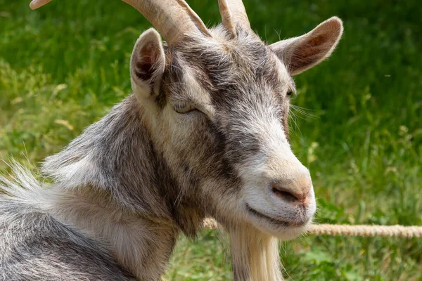 Cute Feeding Goat Gray Orange Color Grazing Meadow — Stock Photo, Image