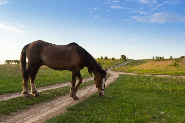 Thin Chestnut Horse Eating Grass While Grazing Farm Grassland Pasture — Stock Photo, Image