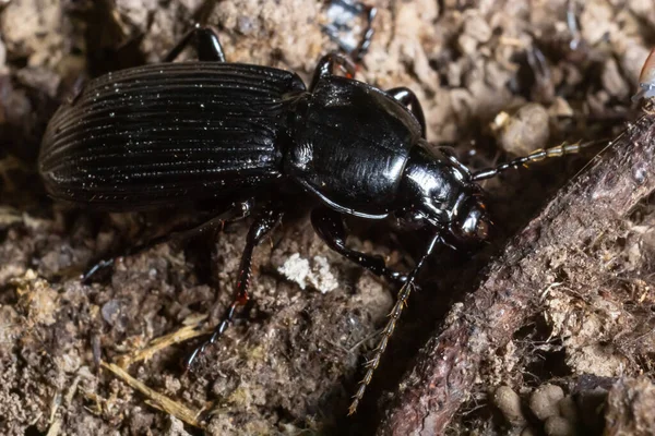 Summertime Macro Photos Europe Black Beetle Crawling Forest Soil — Stock Photo, Image